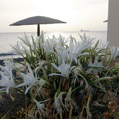 2015-09-08 06-46-06 Plage